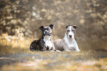 Staffordshire Bullterrier vs American Staffordshire Terrier