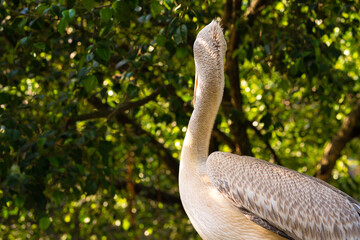The white pelican that lives in the bird park sits on the railing of the bridge