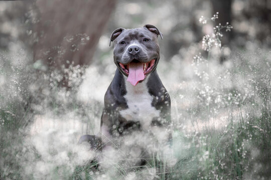 Portrait of a grey American Staffordshire Terrier