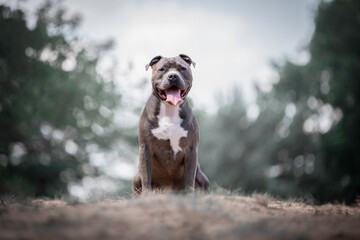 Beautiful American Staffordshire Terrier sitting down in the forest