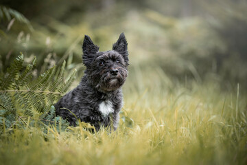 Portrait of a cute little Terrier sitting in the forest