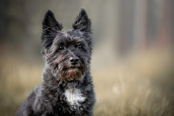 Portrait of a sweet older Terrier mix