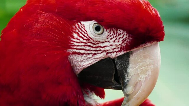 Close up of  the head of a colourful red scarlet macaw parrot