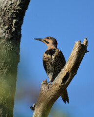 Male Northern Flicker woodpecker