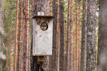 Small Boreal owl staring from a nesting box in a Finnish taiga forest