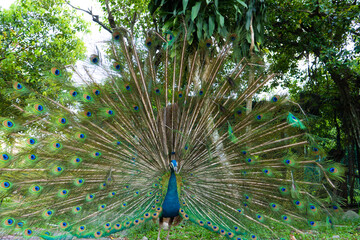 Obraz premium Beautiful well-groomed male peacock, spreading its tail, luxurious tail, flirts with a female