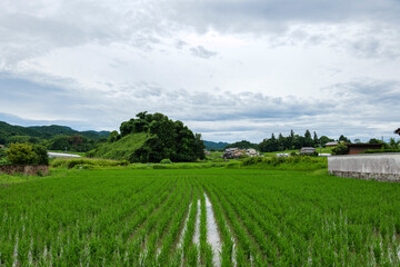 Fototapeta na wymiar A summer rainy day in a rural village in Nara Prefecture, Japan, with rice planted in the fields