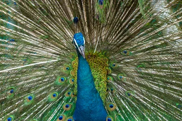 Fotobehang Beautiful well-groomed male peacock, spreading its tail, luxurious tail, flirts with a female © Kate