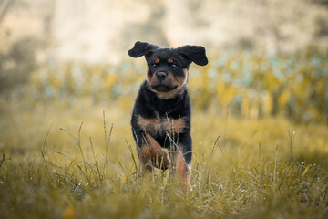 Action shot of a 11 week old Rottweiler puppy running