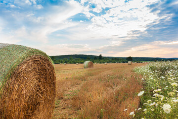 hay bales in the field on sunset