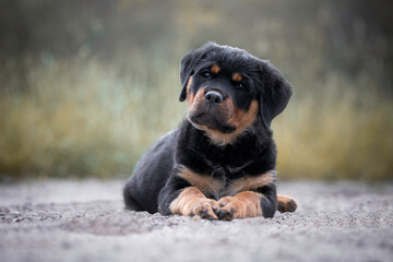 Portrait of an 11 week old Rottweiler puppy