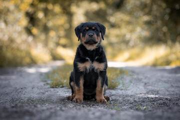 11 week old Rottweiler puppy in the forest