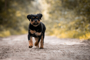 Rottweiler puppy running in the forest