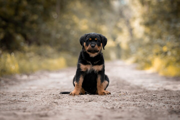 Rottweiler puppy sitting in front of the camera