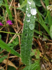 Dew drops on a grass blade in the field