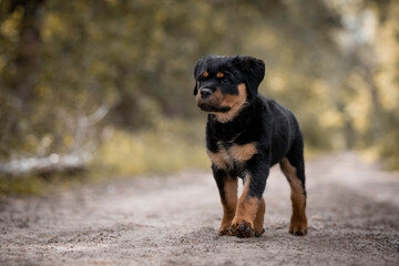 Rottweiler puppy walking in the forest