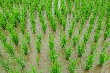 Green rice planted in the fields in summer