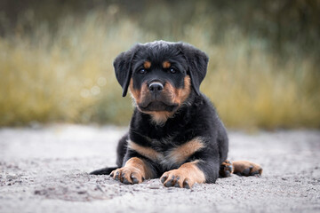 Beautiful Rottweiler puppy looking into the camera