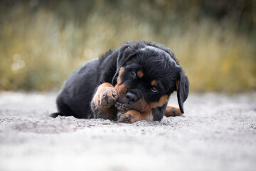 Young Rottweiler puppy playing with a pine cone