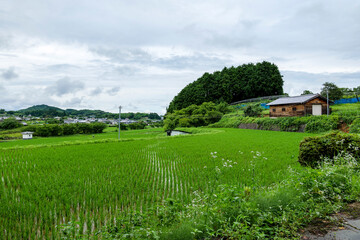 Midsummer, a view of an agricultural village where rice is grown