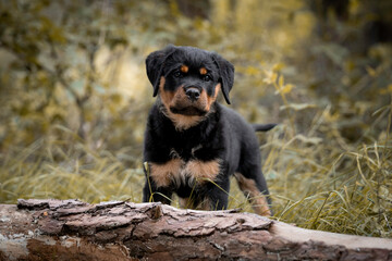 Rottweiler puppy standing in the forest