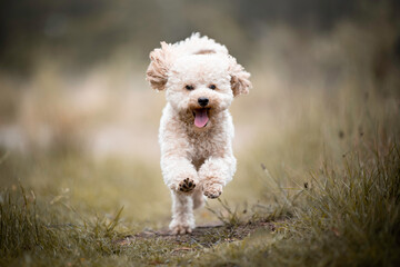 Happy little Poodle running around