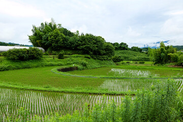 Fototapeta na wymiar Midsummer in Japan, a view of the countryside after the rain