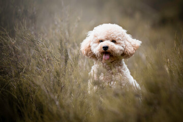 Portrait of a small poodle dog