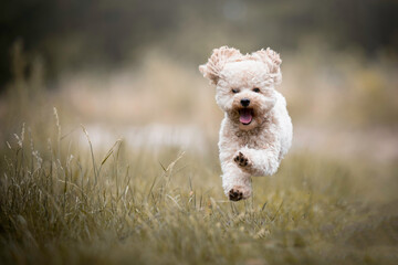 Happy apricot poodle running around and jumping