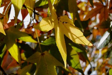 The colourful yellow, orange and red leaves in autumn