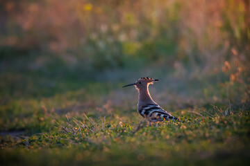 Beautiful hoopoe on green grass