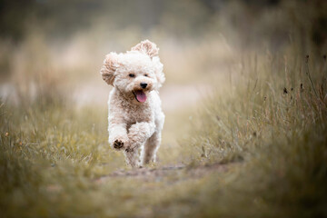 Small Poodle running around in the grass