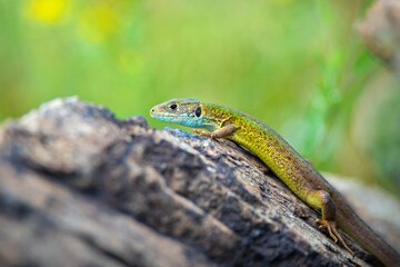 Bright green lizard sitting on stone