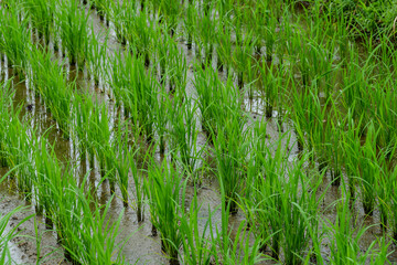 Rice seedlings planted in a paddy field in the middle of summer