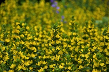 Żółte kwiaty  © merko