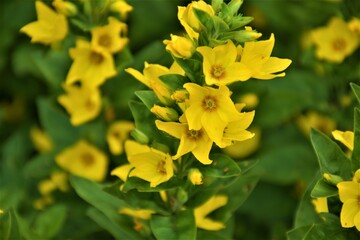 Żółte kwiaty 