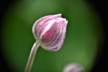 Rozkwitający pąk kwiatu 