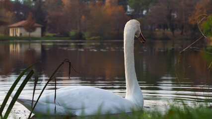 Cygne flottant paisiblement sur la surface de l'eau