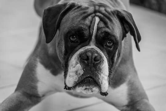 2 230 Best Boxer Chien Images Stock Photos Vectors Adobe Stock