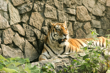 SAO PAULO - BRAZIL SEP 2, 2015: A Belgal tiger Panthera tigris tigris - A big wild cat native to the Indian subcontinent walking around inside his cage inside Zoo Safari zoological park.