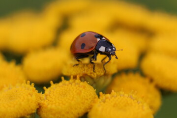 Naklejka premium Kleiner Marienkäfer 