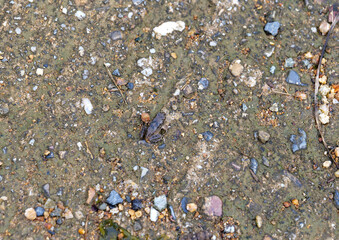 A little frog that just came ashore in the summer