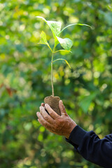 People planting trees in the forest.