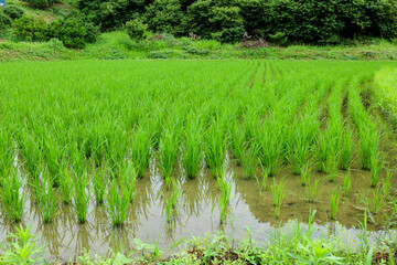Green rice planted in the fields in summer