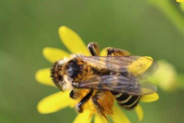 Biene auf Blüte