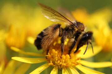 Fleißiges Bienchen