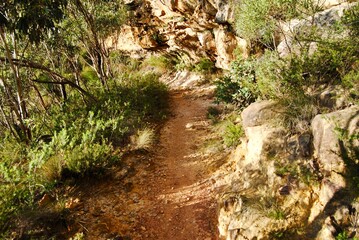 The bush trail in the Blue Mountains national park in Australia 