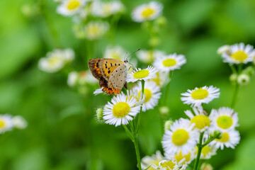 A butterfly perched on a small white flower on a sunny day in midsummer