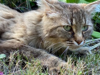 Naklejka na ściany i meble Katze liegt im Gras schöne Augen