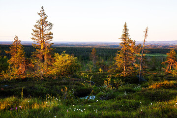 Beautiful and European best slope bogs in Riisitunturi National Park, Lapland during a beautiful summer sunset, Northern Finland. 